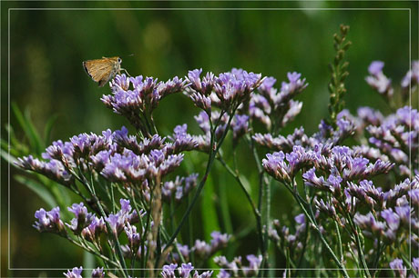 BLOG-DSC_3065-fleurs mauves et papillon sur littotal