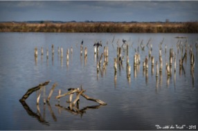 BLOG-DSC_19565-corrmorans piquets lagune grand large réserve ornitho le Teich