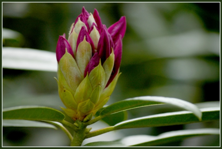 CP-DSC_6269-bouton de rhododendron