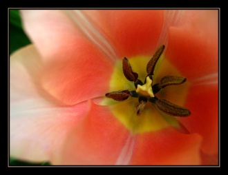CP-IMG_3430-coeur de tulipe