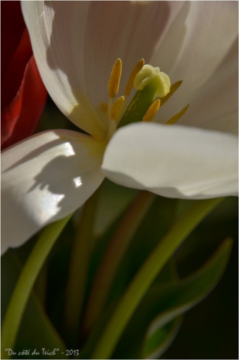BLOG-DSC_20941-tulipe blanche et tiges