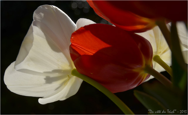 BLOG-DSC_20949- tulipes rouges et blanches