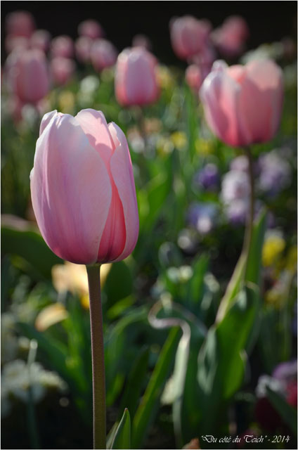 BLOG-DSC_27472-tulipes parc mauresque