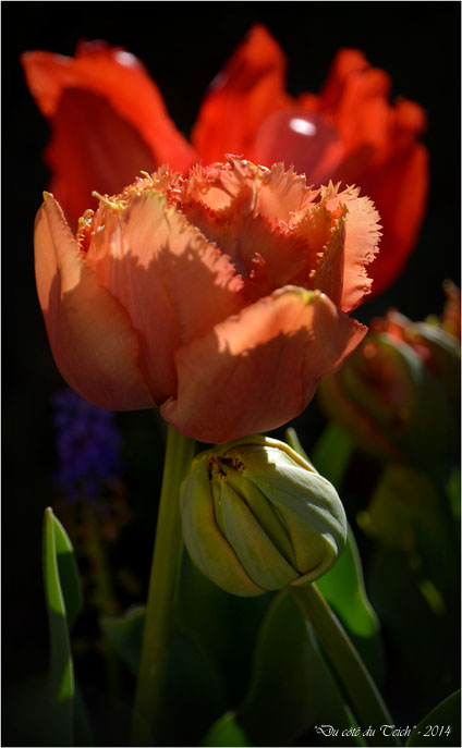 BLOG-DSC_27514-tulipe et muscari