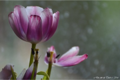BLOG-DSC_39701-tulipes fanées