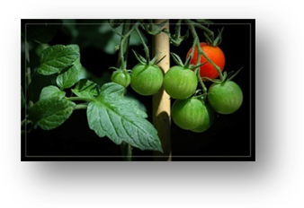 image001 - tomates-cerises