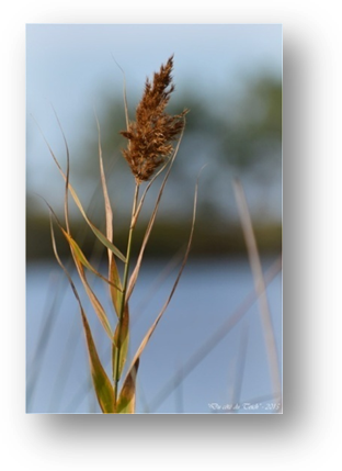 image025-roseau réserve ornithologique le Teich